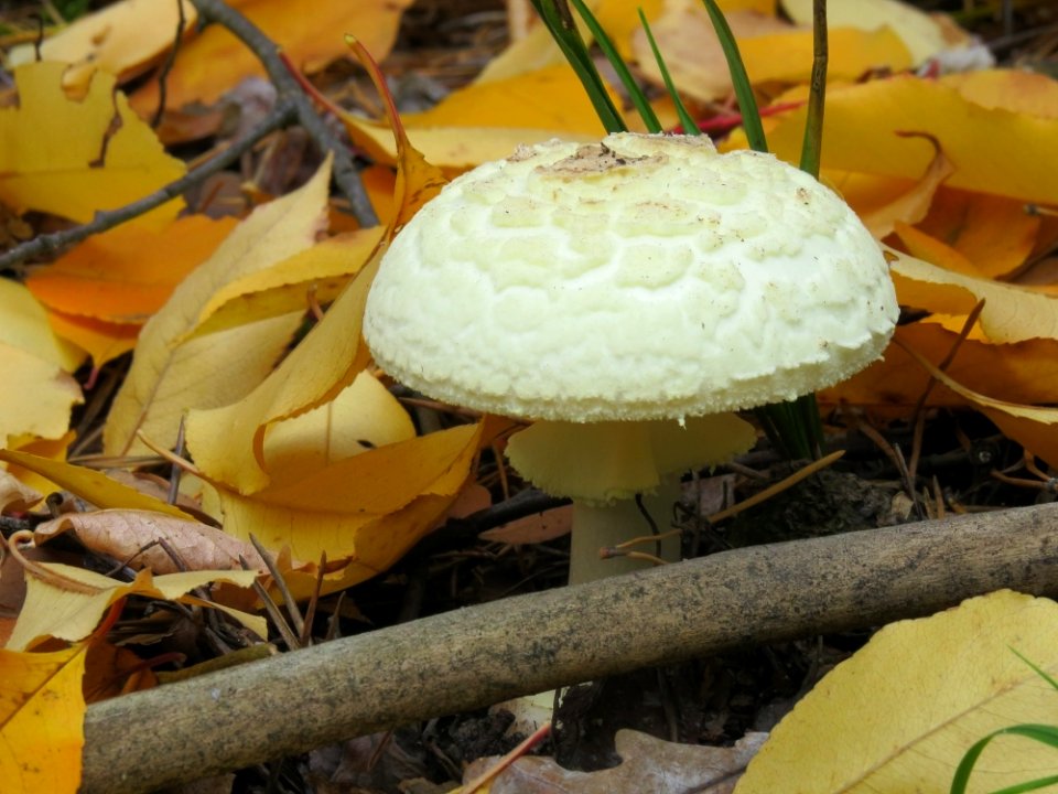 Amanita citrina Kiev2