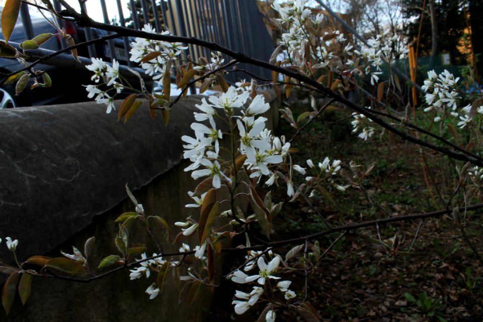 Amelanchier lamarckii 0226