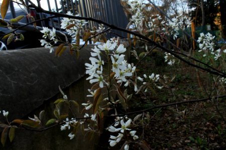 Amelanchier lamarckii 0226 photo