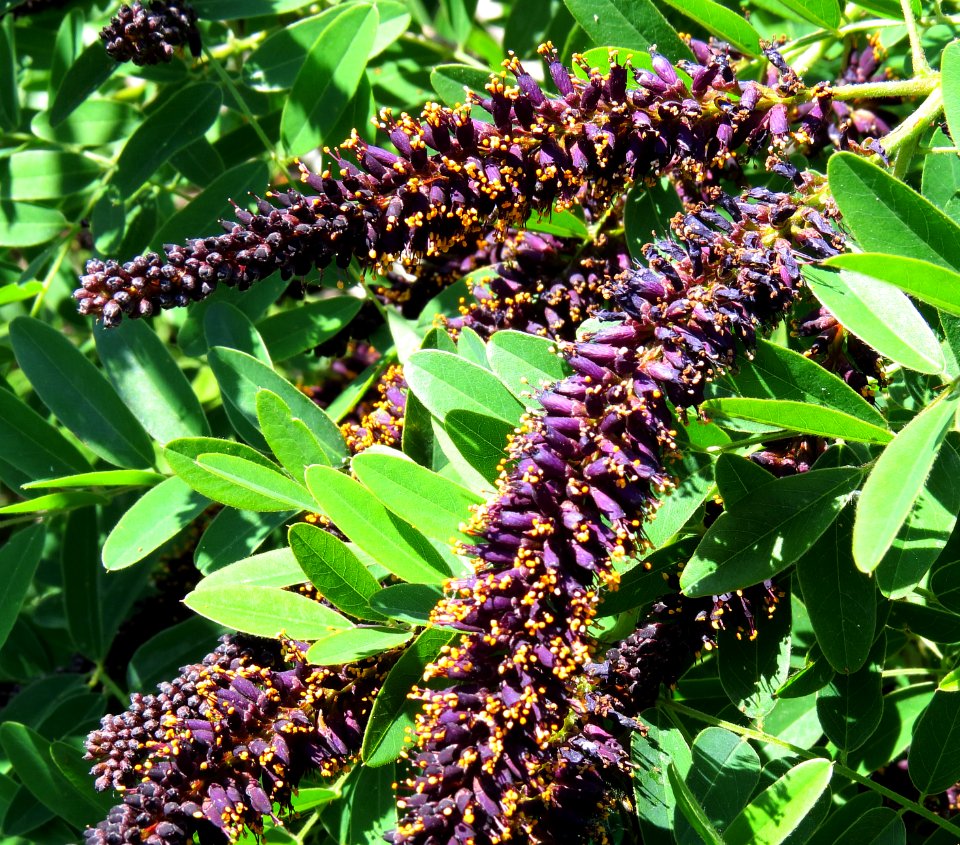 Amorpha fruticosa Muromets1