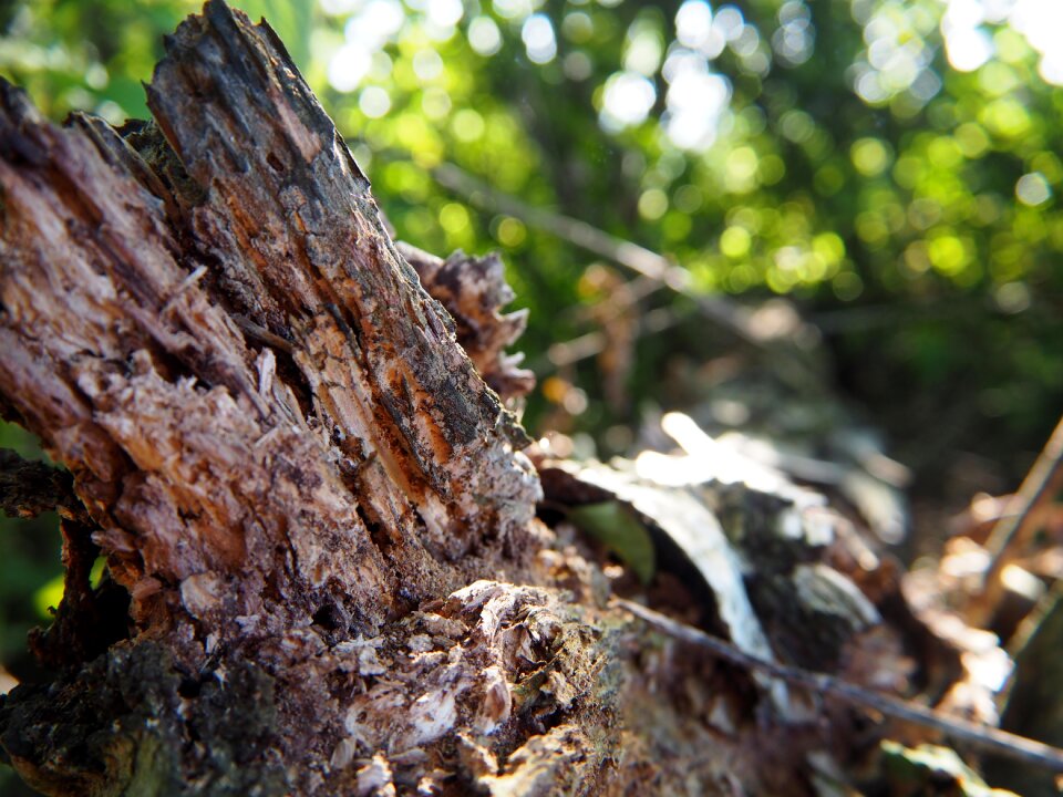 Old old wood nature