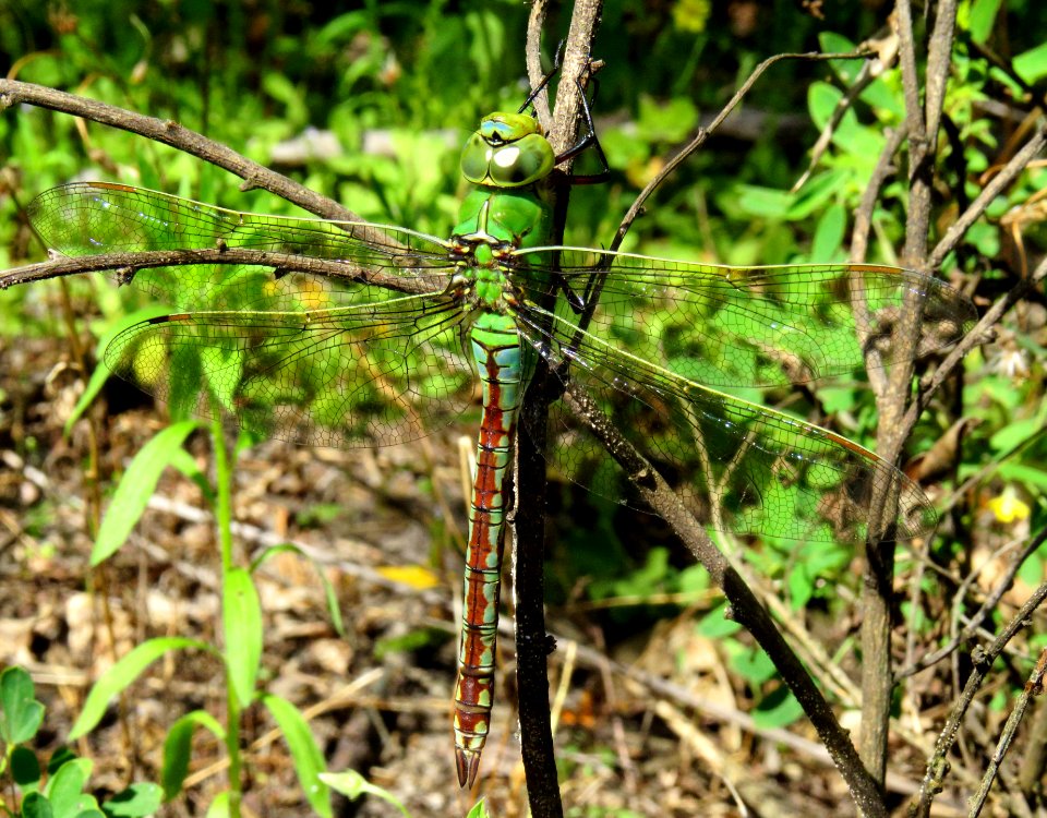 Anax imperator Kiev3
