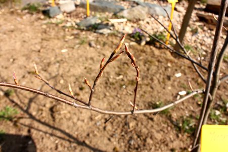 Amelanchier lamarckii 6871