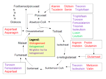Aminohapete katabolismi üldine skeem