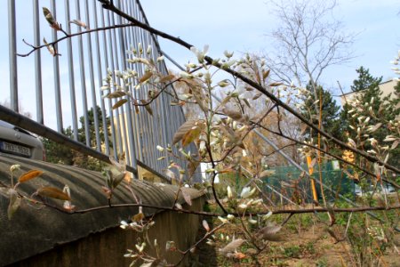 Amelanchier lamarckii 2742