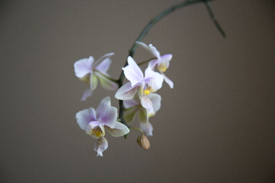 Flower macro orchid petals