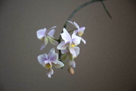 Flower macro orchid petals