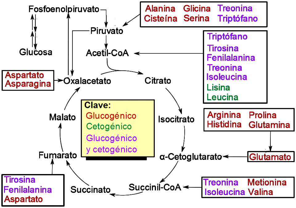 Amino acid catabolism revised-es