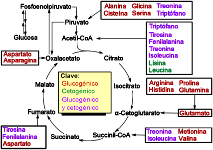 Amino acid catabolism revised-es