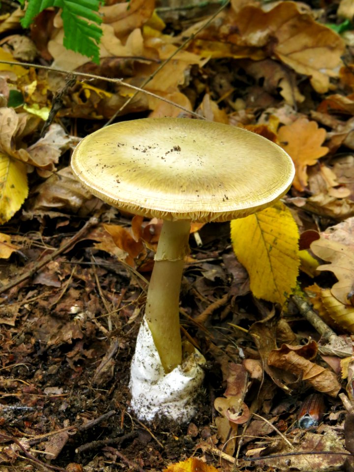 Amanita phalloides Kiev3