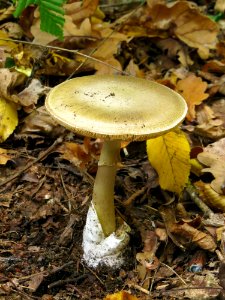 Amanita phalloides Kiev3