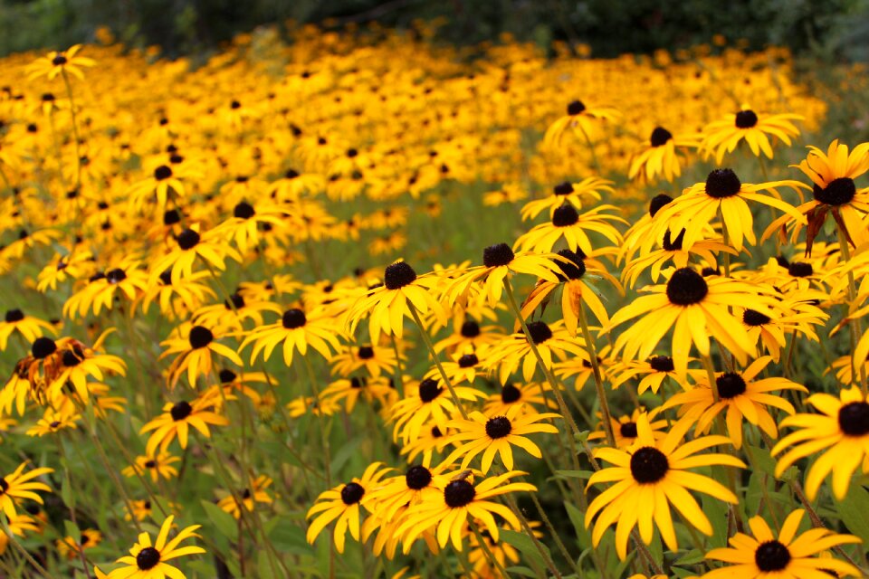 Fresh daisy bright