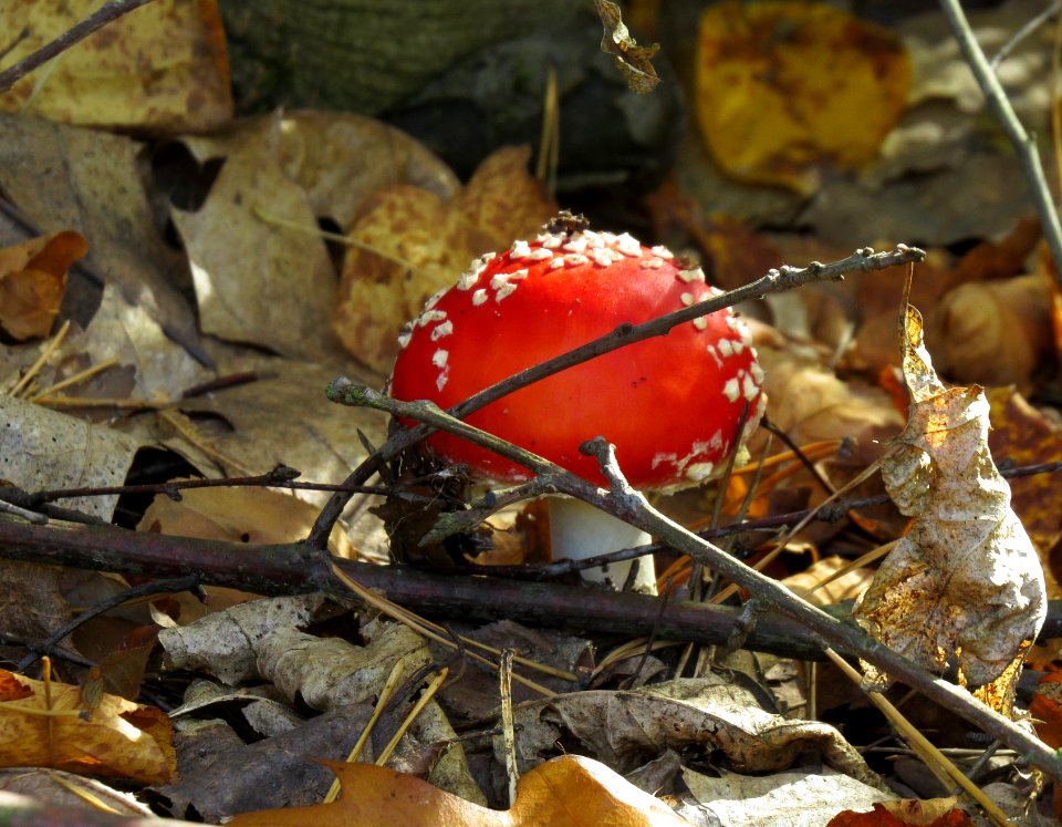 Amanita muscaria Kiev4