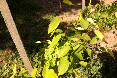 Amelanchier lamarckii 007