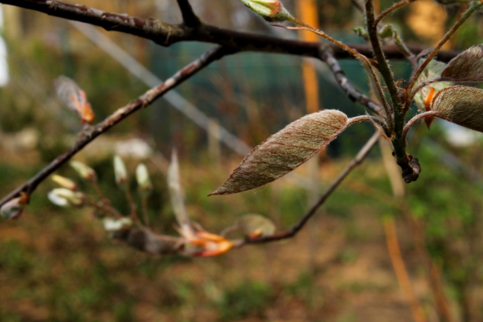 Amelanchier lamarckii 2745