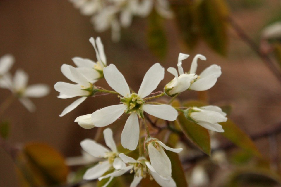 Amelanchier lamarckii 157