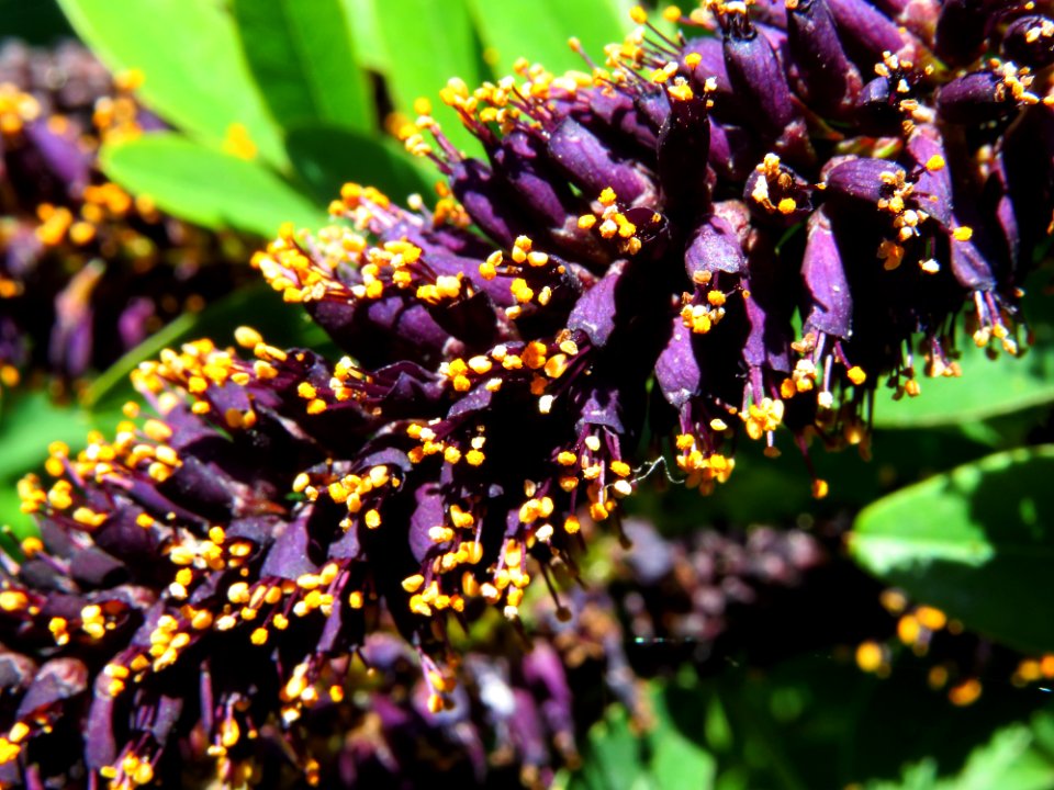 Amorpha fruticosa Muromets2