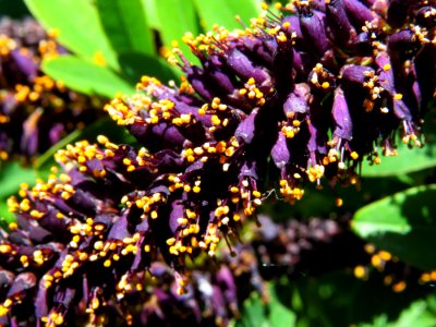 Amorpha fruticosa Muromets2