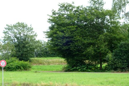 Am Dickenbusch (Düsseldorf), 2021 (3)