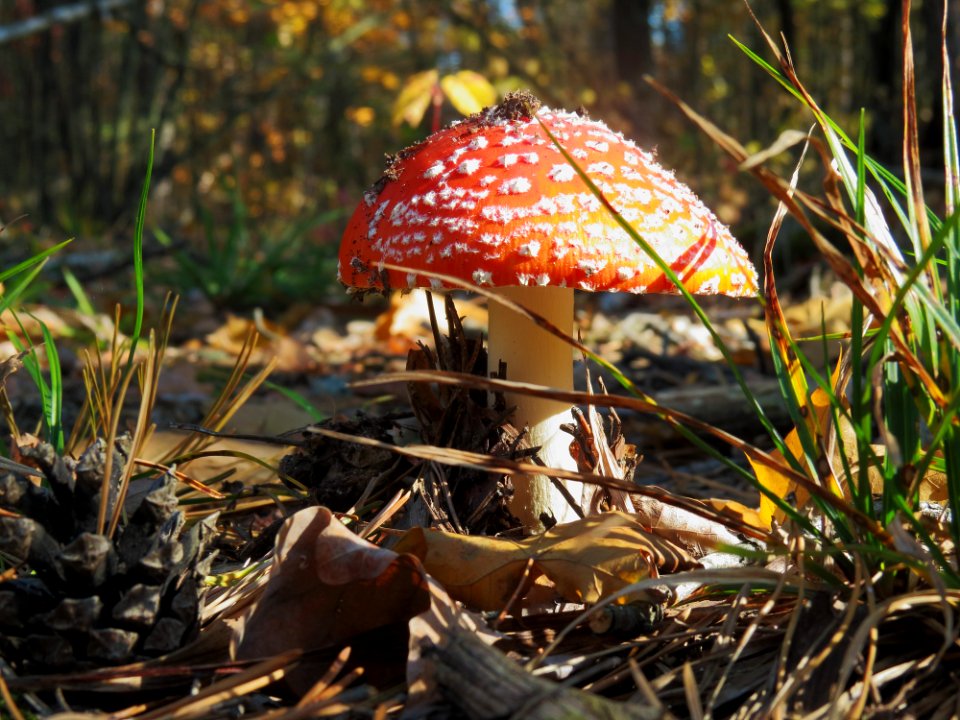 Amanita muscaria Kiev1