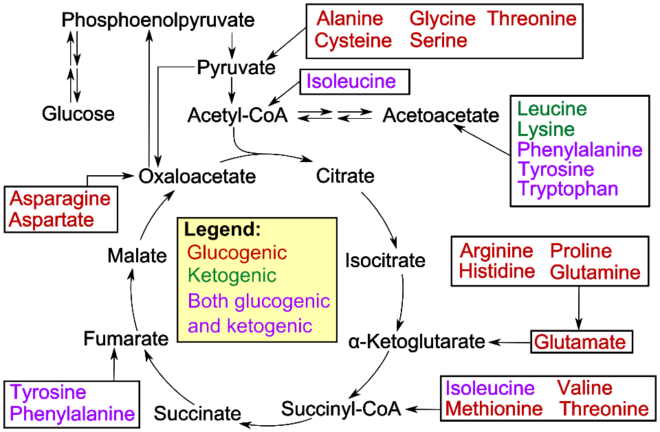 Amino acid catabolism (previous version)