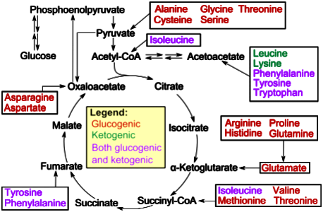 Amino acid catabolism (previous version)