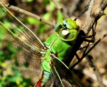 Anax imperator Kiev2