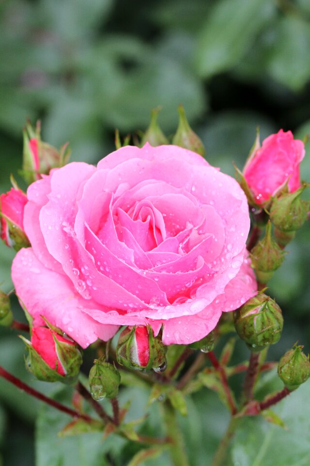 Rose bloom blossom bloom