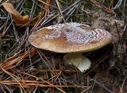 Amanita pantherina Kiev1