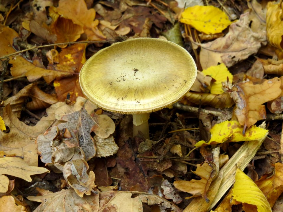Amanita phalloides Kiev2