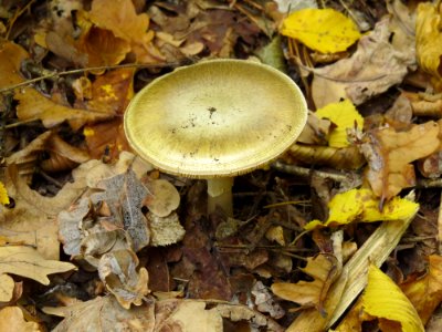 Amanita phalloides Kiev2