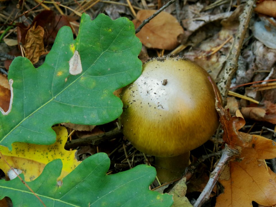 Amanita phalloides Kiev1