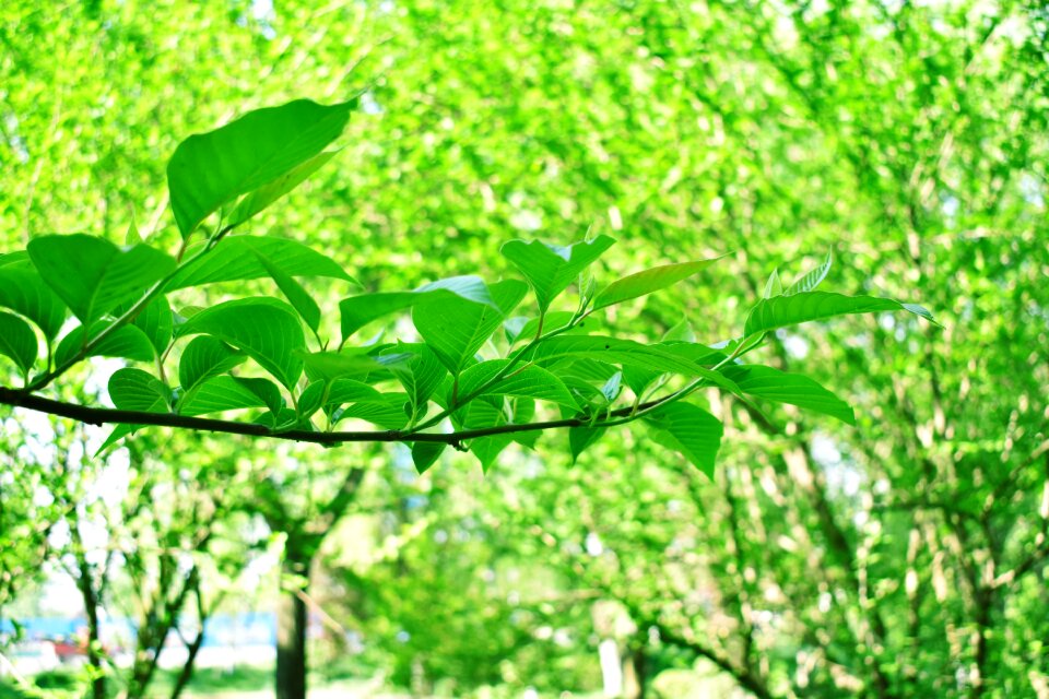 Tree spring trees