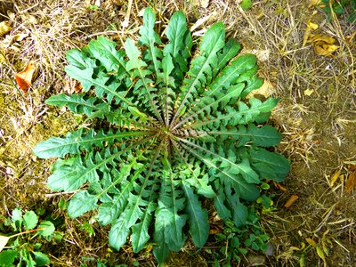 Growth green weed photo