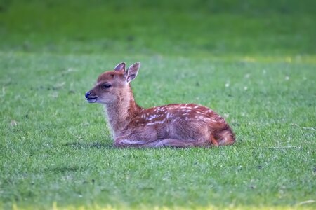 Wild cute bambi photo