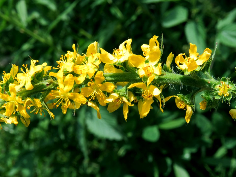 Agrimonia procera Kiev2