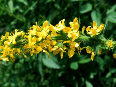 Agrimonia procera Kiev2