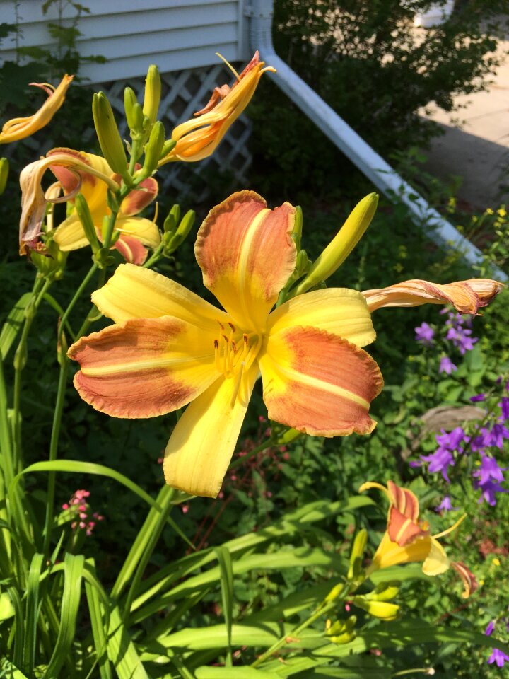 Flower yellow orange