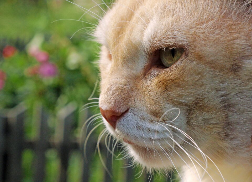 Pet animal muzzle cat