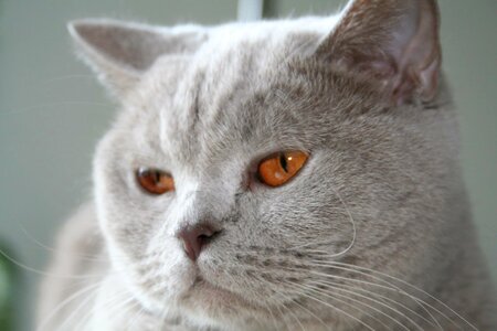 British shorthair grey pet photo