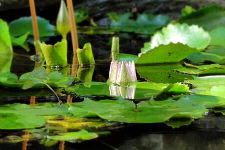 Aquatic plants water pond