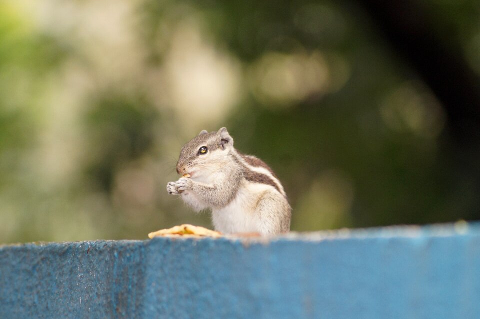Squirrel eat squirrel squirrel nice