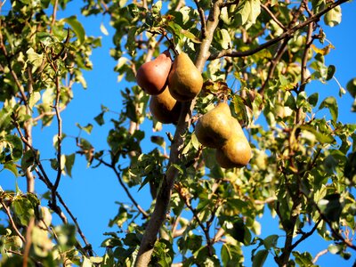 Ripe fruits harvest