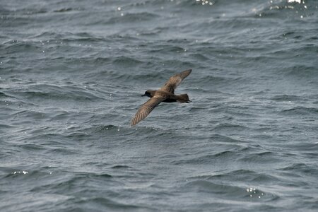Natural bird high the shearwater