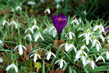 Snowdrops crocus spring