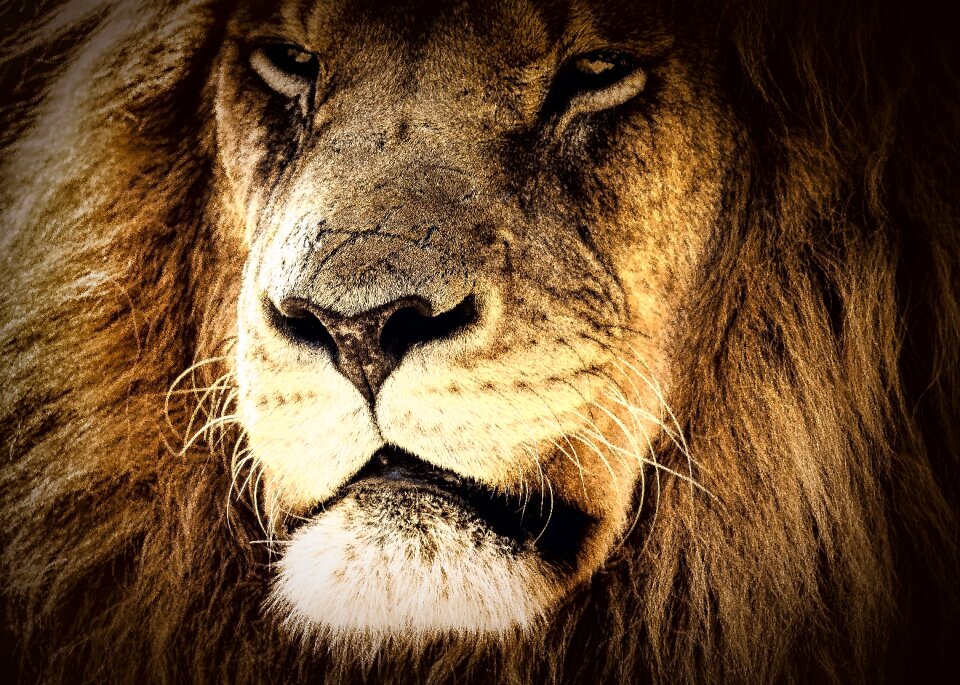 Majestic power looking