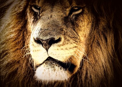 Majestic power looking
