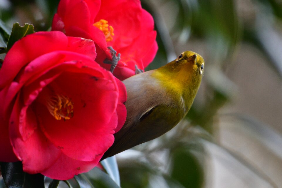 Plant outdoors bird