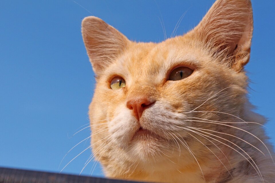 Pet animal muzzle cat