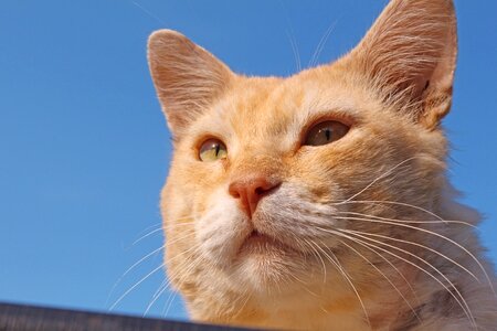 Pet animal muzzle cat